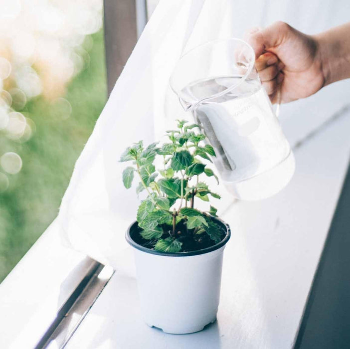 Hario Tall Beaker Server 500Ml Heat-Resistant Glass Made in Japan TBV-500