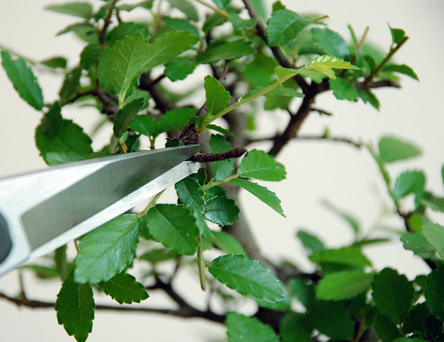 Okatsune 207 Matsushita Garden Shears - Precision Pruning Tool