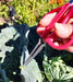 Chikamasa Insect Trap with Tweezers and Gardening Scissors GB-300SP by Chikamasa
