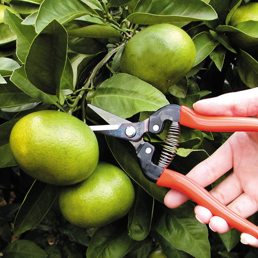 Ars Corporation Fruit Thinning Shears 300Ll-Bp Extra Long Blister Pack-Kiichin - The #1 Place for Japanese Goods in Your Hand!