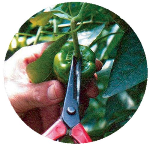 Chikamasa T-551 Bud Cutting Scissors 50x185x17mm-Kiichin - The #1 Place for Japanese Goods in Your Hand!