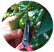 Chikamasa T-551 Bud Cutting Scissors 50x185x17mm-Kiichin - The #1 Place for Japanese Goods in Your Hand!