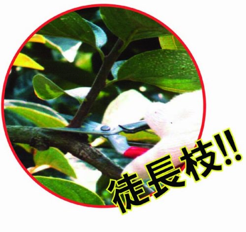 Chikamasa T-601K Large Fruit Thinning Shears 195mm-Kiichin - The #1 Place for Japanese Goods in Your Hand!