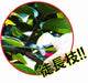 Chikamasa T-601K Large Fruit Thinning Shears 195mm-Kiichin - The #1 Place for Japanese Goods in Your Hand!