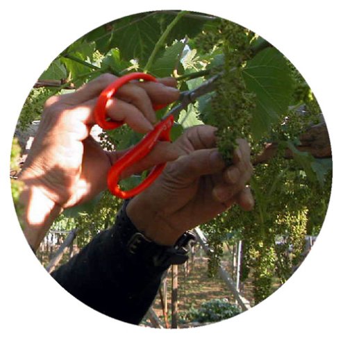 Chikamasa B-500S Stainless Steel Grape Shears-Kiichin - The #1 Place for Japanese Goods in Your Hand!