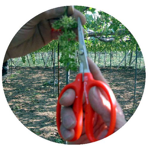 Chikamasa B-500S Stainless Steel Grape Shears-Kiichin - The #1 Place for Japanese Goods in Your Hand!