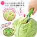 Shimomura Kougyou FV-613 Cabbage Core Remover Dishwasher Safe-Kiichin - The #1 Place for Japanese Goods in Your Hand!